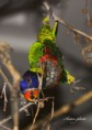 /album/zoo/img-0270-masolata-jpg/